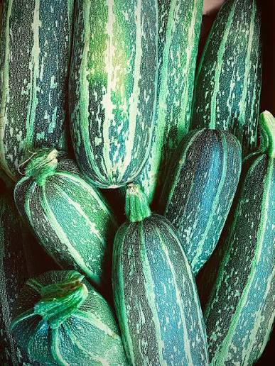 Courgette