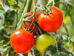 VIP 7 Tomaten